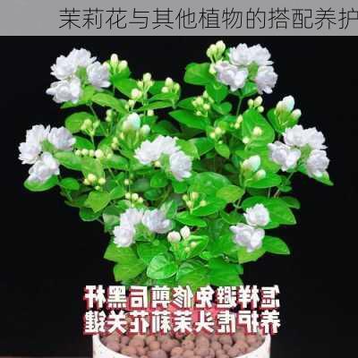 茉莉花与其他植物的搭配养护