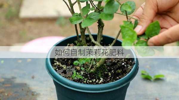 如何自制茉莉花肥料