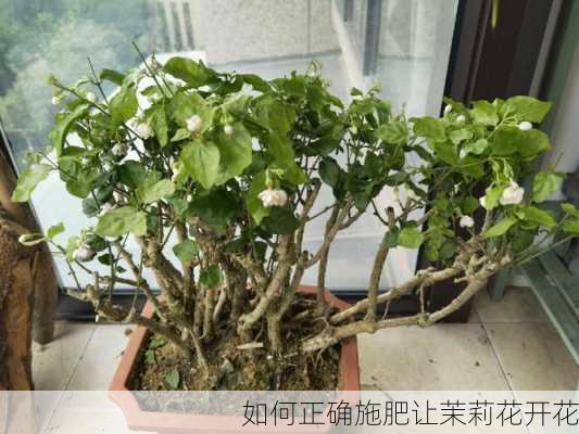 如何正确施肥让茉莉花开花