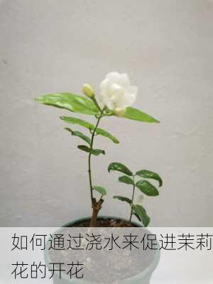 如何通过浇水来促进茉莉花的开花