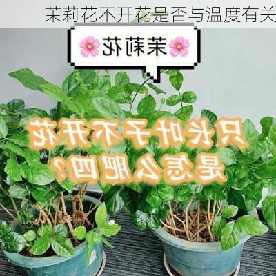 茉莉花不开花是否与温度有关