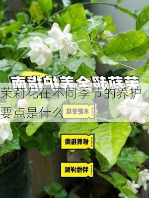 茉莉花在不同季节的养护要点是什么