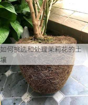 如何挑选和处理茉莉花的土壤