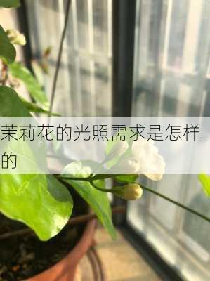 茉莉花的光照需求是怎样的