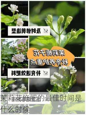 茉莉花施肥的最佳时间是什么时候