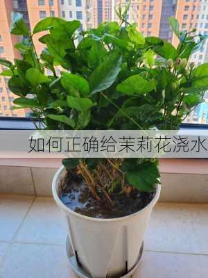 如何正确给茉莉花浇水