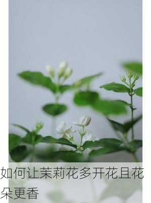 如何让茉莉花多开花且花朵更香