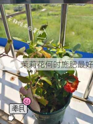 茉莉花何时施肥最好