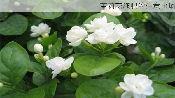 茉莉花施肥的注意事项