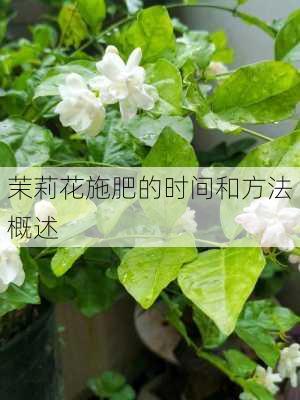 茉莉花施肥的时间和方法概述