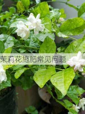 茉莉花施肥常见问题