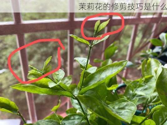 茉莉花的修剪技巧是什么