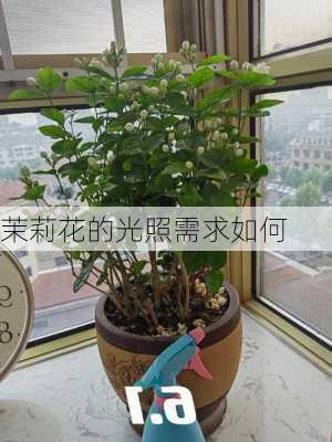 茉莉花的光照需求如何