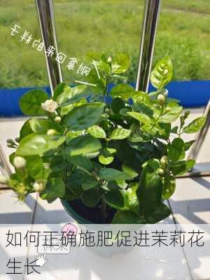 如何正确施肥促进茉莉花生长