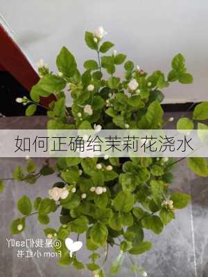 如何正确给茉莉花浇水