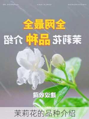 茉莉花的品种介绍