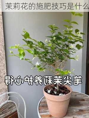 茉莉花的施肥技巧是什么