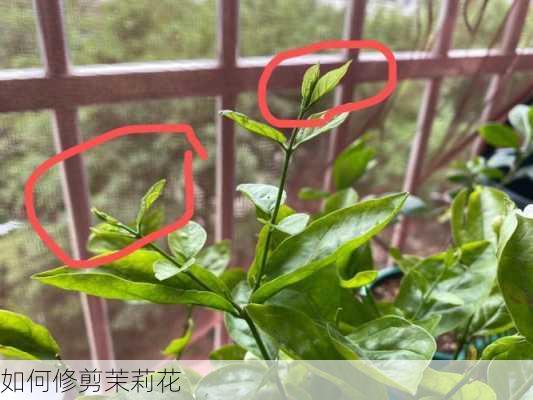 如何修剪茉莉花