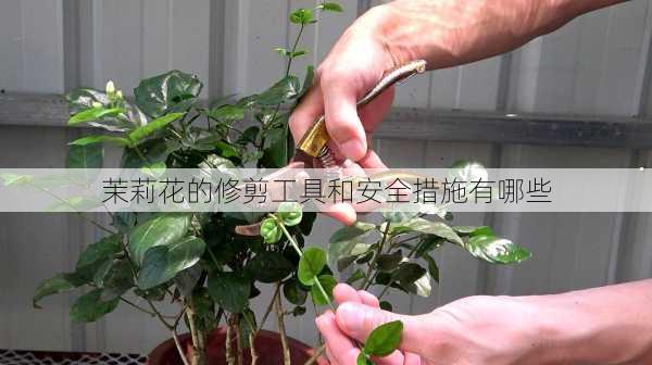 茉莉花的修剪工具和安全措施有哪些