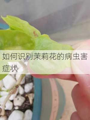 如何识别茉莉花的病虫害症状