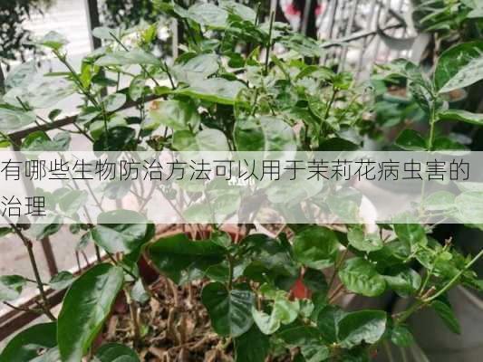 有哪些生物防治方法可以用于茉莉花病虫害的治理