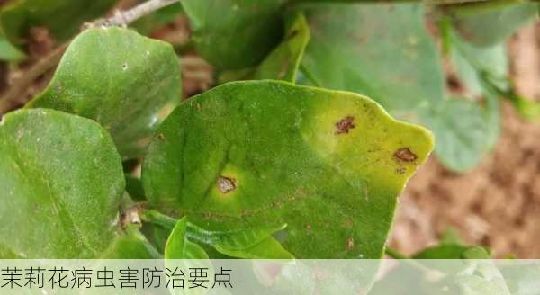 茉莉花病虫害防治要点