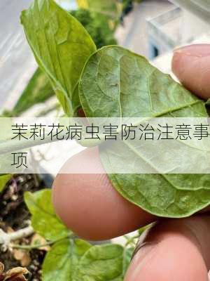 茉莉花病虫害防治注意事项