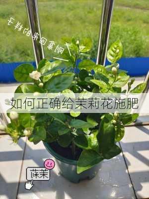 如何正确给茉莉花施肥