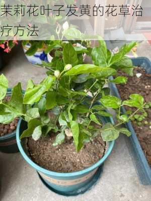 茉莉花叶子发黄的花草治疗方法