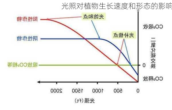 光照对植物生长速度和形态的影响