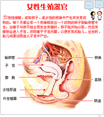 繁殖的定义