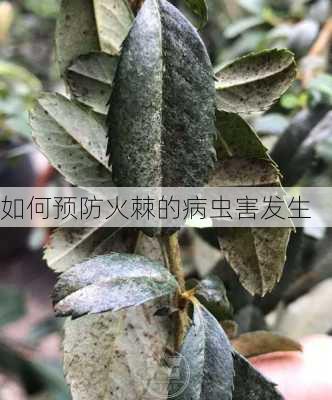 如何预防火棘的病虫害发生