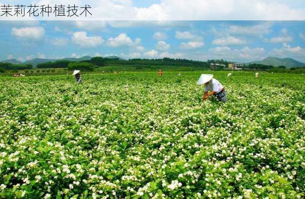 茉莉花种植技术