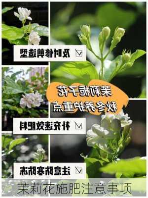 茉莉花施肥注意事项