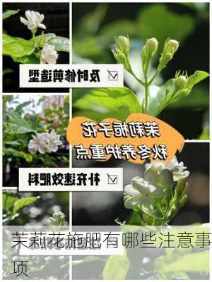 茉莉花施肥有哪些注意事项