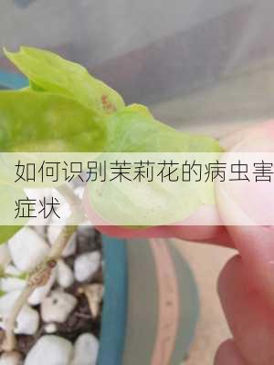 如何识别茉莉花的病虫害症状