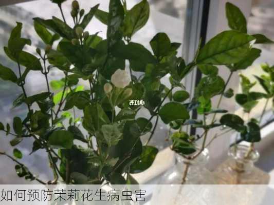 如何预防茉莉花生病虫害