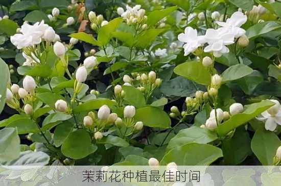 茉莉花种植最佳时间