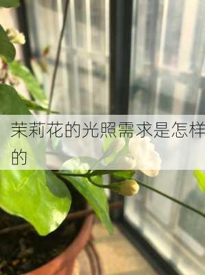 茉莉花的光照需求是怎样的