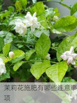 茉莉花施肥有哪些注意事项