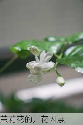 茉莉花的开花因素