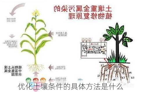 优化土壤条件的具体方法是什么