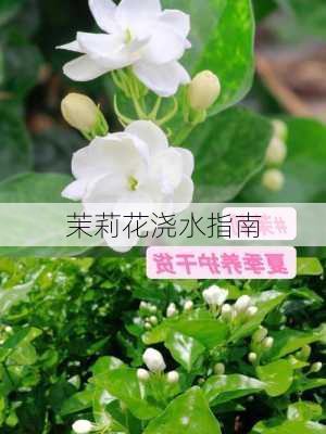 茉莉花浇水指南