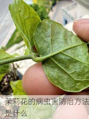 茉莉花的病虫害防治方法是什么