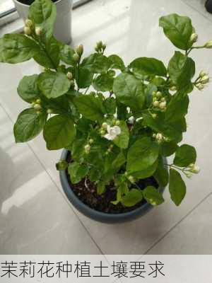 茉莉花种植土壤要求