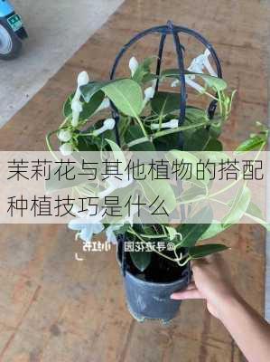 茉莉花与其他植物的搭配种植技巧是什么