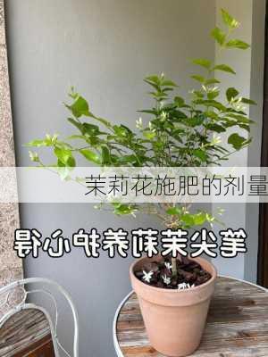 茉莉花施肥的剂量