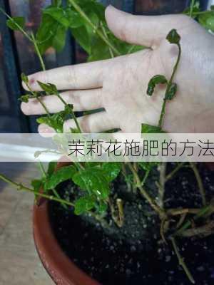 茉莉花施肥的方法