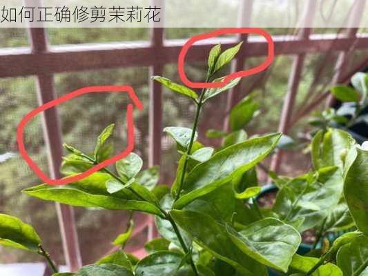 如何正确修剪茉莉花