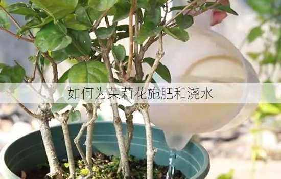 如何为茉莉花施肥和浇水